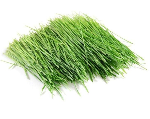 Water soluble barley green grass Pure Plant Extracts