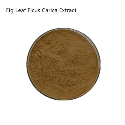 Organic Natural Fig Leaf Ficus Carica Extract In Skin Care