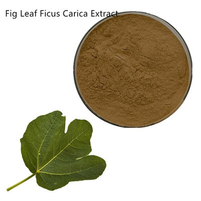 Organic Natural Fig Leaf Ficus Carica Extract In Skin Care