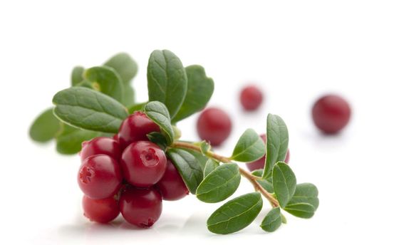 Anthocyanidins Cranberry Fruit Powder Proanthocyanidins Medical Grade