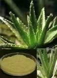 481-72-1 Aloe Vera Extract Powder 100/1 200/1 Natural Aloe Powder
